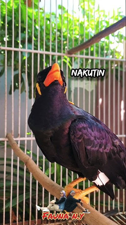 BURUNG BEO INI BISA BERBICARA|| PASTINYA BAHASA YANG BAIK DAN BERSUARA AYAM JANTAN BERKOKOK.