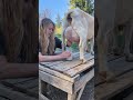 Morning Routine Milking My Dairy Goat Pearl Homestead Farmlife 