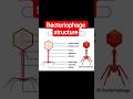 structure of bacteriophage #microbiology #bmlt #bacteria #virus #biology