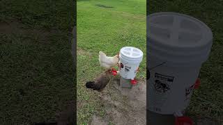 Water cup bucket update!!!!!#chickenlife #chickenraising #chicken @Chickenchaos