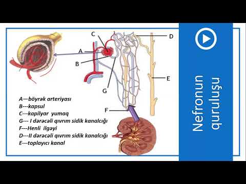 8-ci sinif Biologiya - İfrazat sistemi - Böyrəklər və sidiyin əmələ gəlməsi