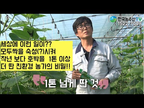 [한국농수산TV] 세상에 이런 일이?? 모두싹을 숙성(?)시켜 작년 보다 호박을  1톤 이상 더 딴 친환경 농가의 비밀!!  전남 광양