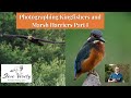 Photographing Kingfishers and Marsh Harriers part I