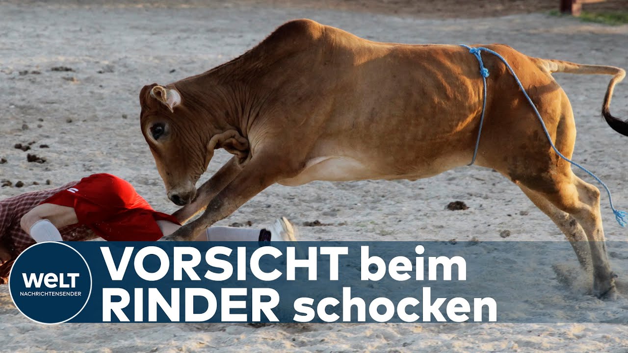 Kuhe Stressen Tiktok Challenge Nervt Bauern Und Ist Enorm Gefahrlich Youtube