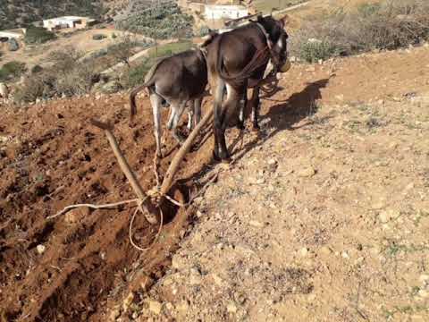 اللهم اسق عبادك وبهيمتك وانشر رحمتك وأحي بلدك الميت