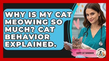 Why Is My Cat Meowing So Much? Cat Behavior Explained. - Happy Cat Handbook