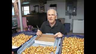 Final cleaning and sorting of shallots