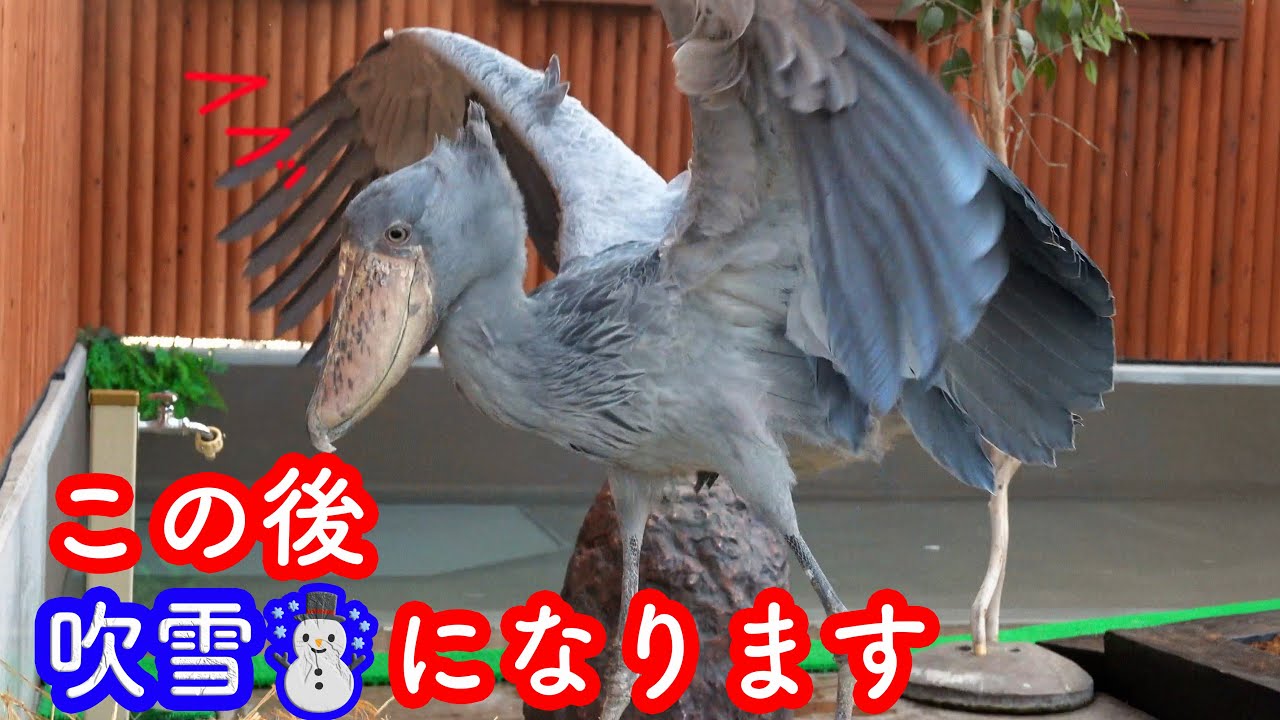 盛り沢山】ハシビロコウふたばちゃんの午後の40分をぎゅっと凝縮