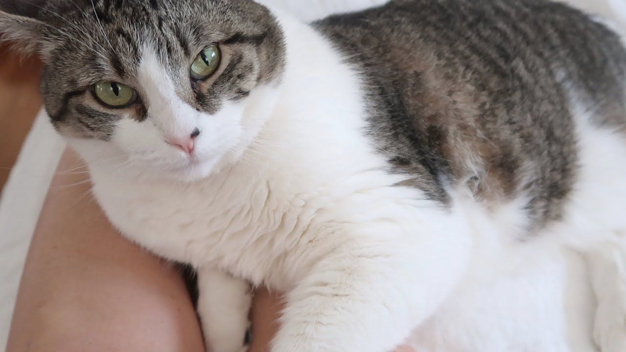 funny cats sleeping in weird positions compilation 2014 funnyplox Boo Year 2 # 159 - A Yoga Cat, Pets For Stella, Crunchie Mukbang - Cat Family Vlog