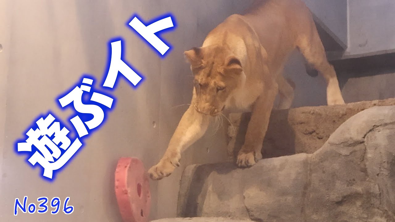 No.396 Ito plays with toys, while Perche quietly watches