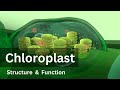 Chloroplasts Unveiled The Powerhouses Behind Photosynthesis