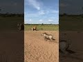 Warthog Outsmarts Lion — Funniest Fail Ever!”