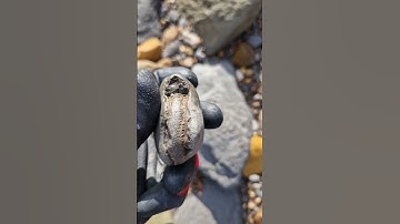 Ammonite Fossil Nodule awaits being popped open with the hammer & chisel 🪨⚒️ #fossilhunting #shorts