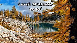 Larch Madness in Washington! 2025 - North Cascades - PNW #washington #fall