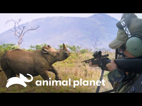 Vídeo: Leilão De Caça De Rinocerontes Da África Do Sul Gera Controvérsia