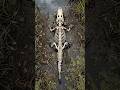 Crocodile Decomposition on SwampMud - Al Simulation #shorts