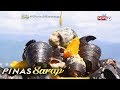 Pinas Sarap: Chupa Kulo, ang kakaibang shell dish ng mga katutubong Sama Banguingui