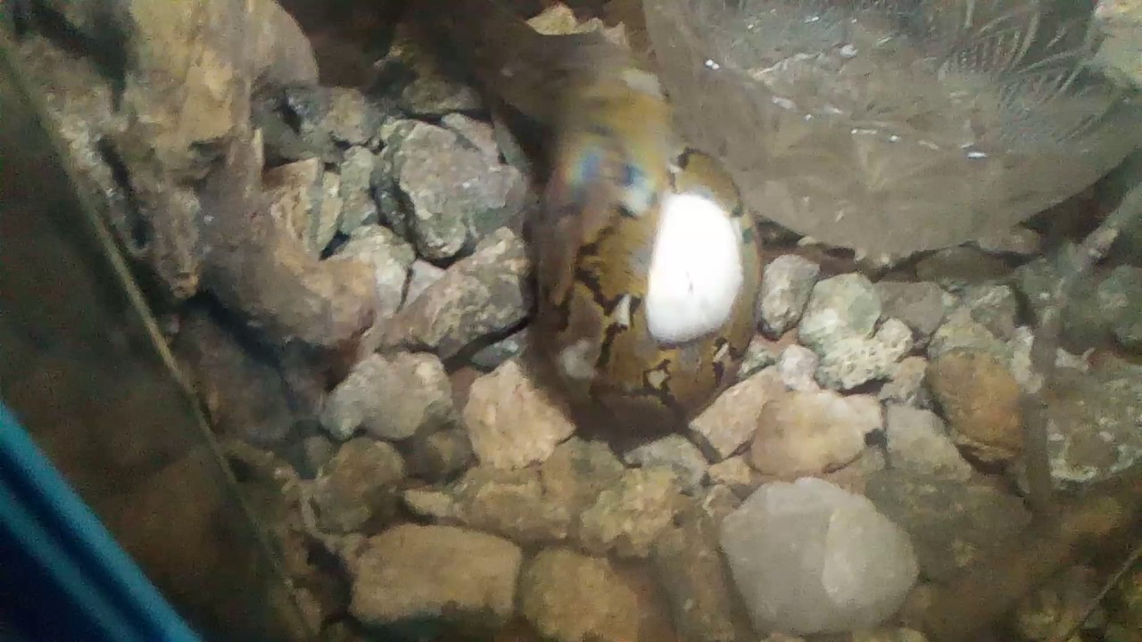 camera iphone 8 plus apk Reticulated python strike mice