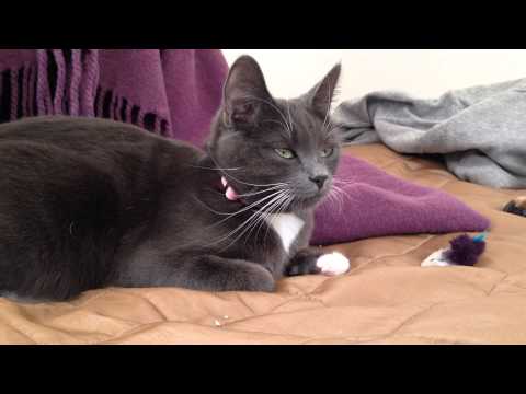 Video: Pus I Kattens Brysthule
