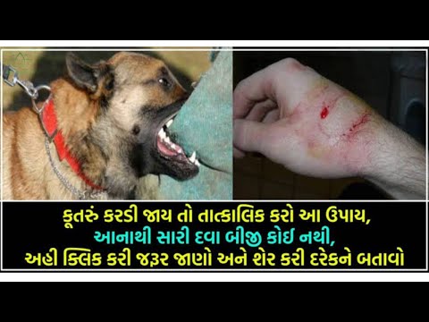 કૂતરું કરડે તો શું કરવું ? | dog bite treatment | Pet care - Dog bite and rabies | Hitesh Sheladiya