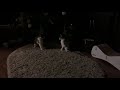 Ночные кошачьи бои. Соня и Лиля