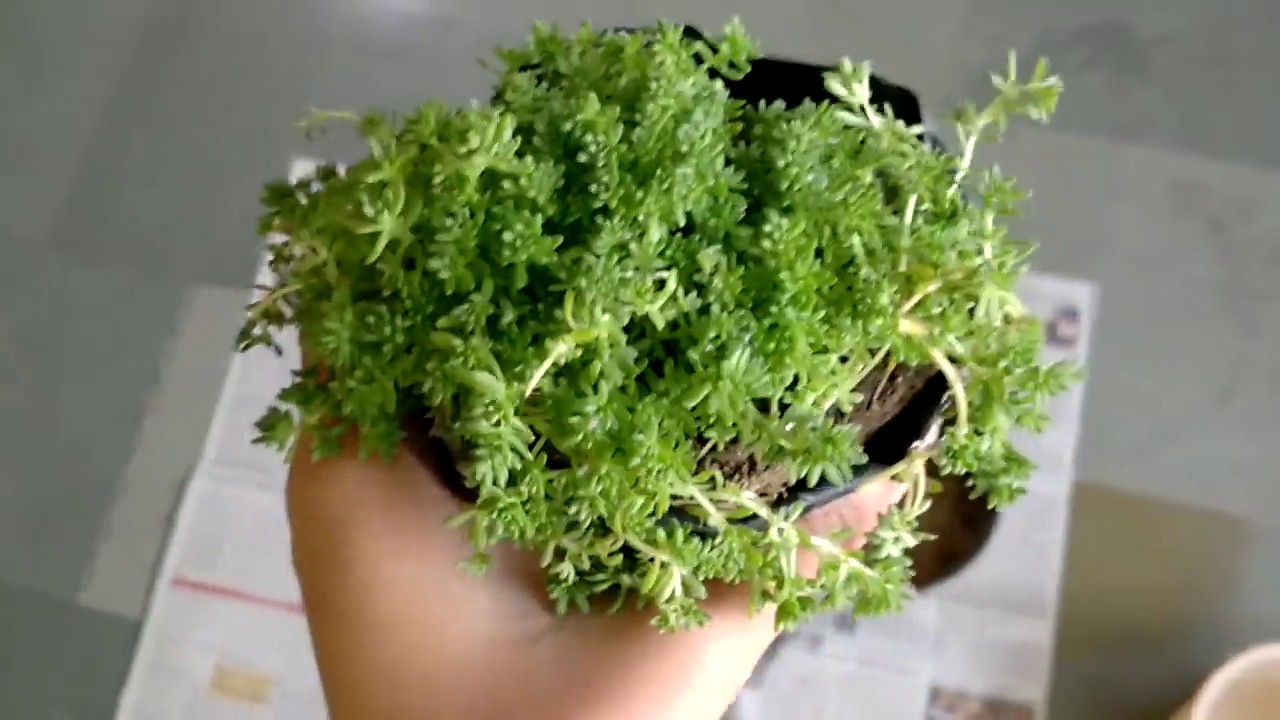 Planting of gold moss sedum/sedum care/lemon coral sedum,सेडम की देखभाल