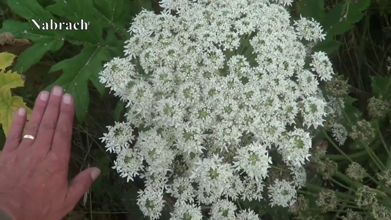Giant Hogweed Cowparsley The Difference Youtube
