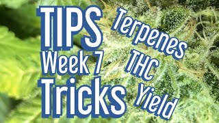 Cannabis Late Flowering - Tips \& Tricks to Maximize Terpenes, THC, and Yields. Jake Grentree