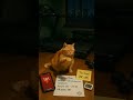 Day 162 — 10K checkpoint fail / 言い訳にゃ 🐾 #PumpkinLog #CatShorts