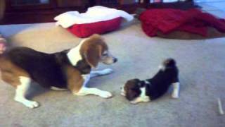 Baby Beagle (Maxwell) Playing with Older Beagle (Heidi)