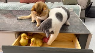 How did the kitten save the duckling?  Let them play a game. cute animal videos