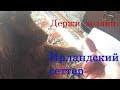 Ирландский сеттер. Делимся с хозяином.