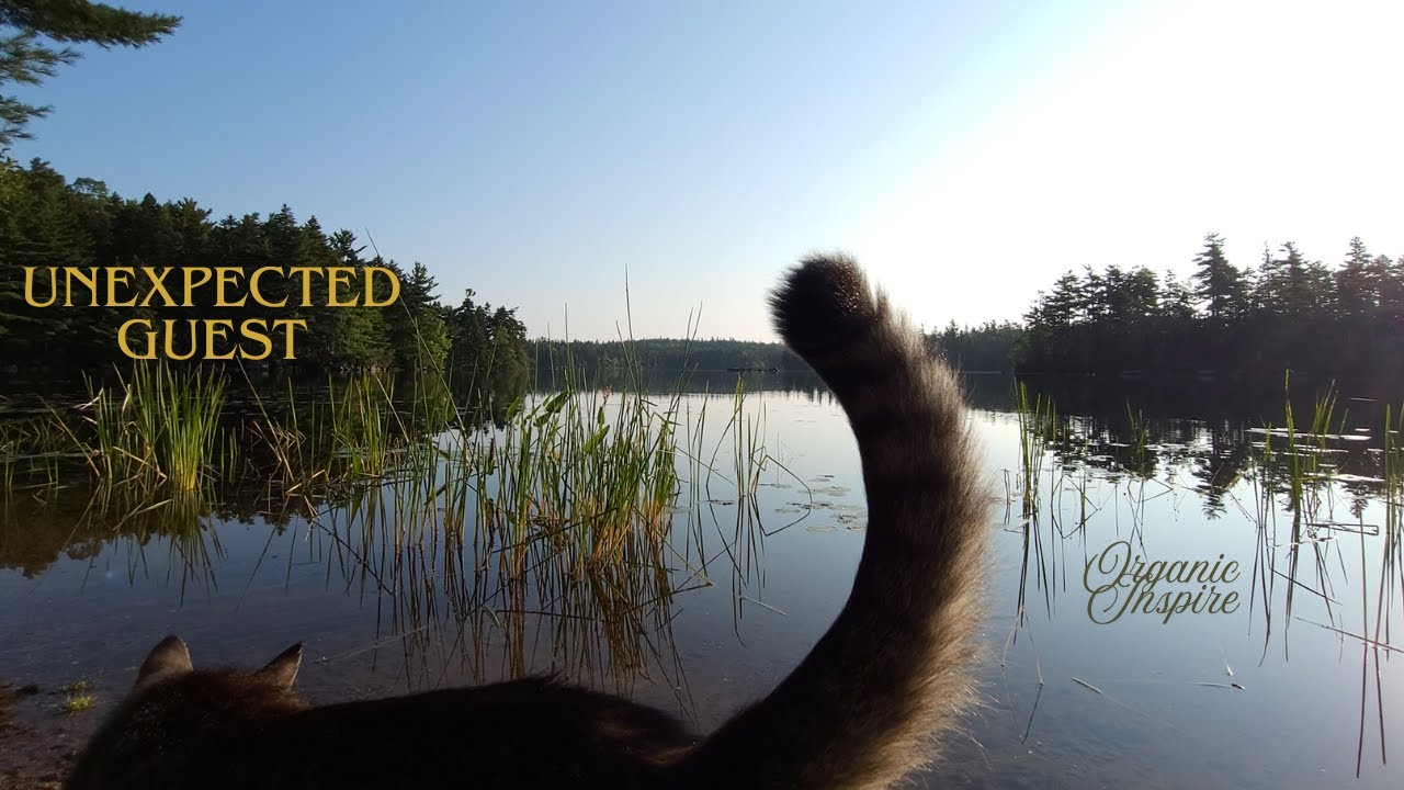 Relaxing Lake Ambience With Loons Birds Fish Jumping Gentle Nature Photo Inspiration
