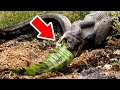 कैमरे में कैद हुई जानवरों की शानदार लड़ाई | Epic Wild Animal Fights Caught On Camera