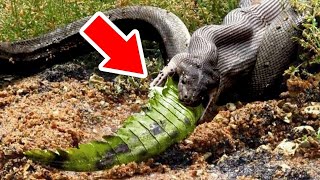 कैमरे में कैद हुई जानवरों की शानदार लड़ाई | Epic Wild Animal Fights Caught On Camera