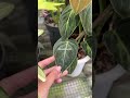 Philodendron Melanochrysum variegated | OKANOKA.COM