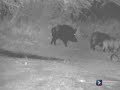 Old wild boar hunted. Hunting in La Pampa, Argentina! Caza de hermoso chancho jabalí!