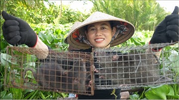 1717 / Bẫy chuột cống nhum trong lục bình