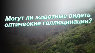Могут ли животные видеть оптические галлюцинации?