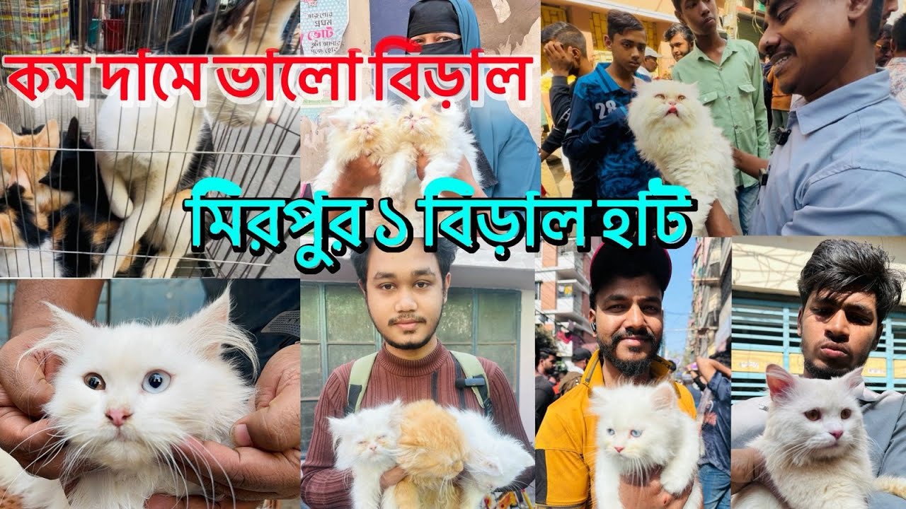  নাম করা বিরালের হাট মিরপুর ১| পারসিয়ান বিরালের মেলায়|