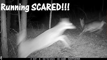 HELP! My Browning Trail Camera Spooks Deer! Browning Recon Force Edge BTC-7 4K Problem