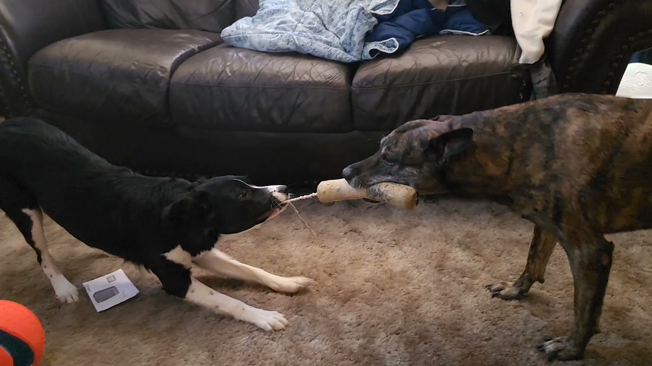 Borador vs Sheppard Tug a war!
