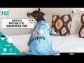 CAPÍTULO 102: ❄️  Protege a tu mascota del frío - Veterinario especialista en perros y gatos