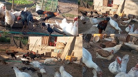 nyob zoo os los saib kuv pub qaib os 12/11/24