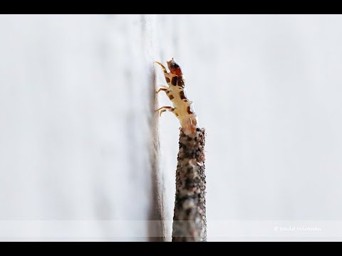 ቪዲዮ: Bagworm መቆጣጠሪያ፡ ከባግዎርም እንዴት ማጥፋት እንደሚቻል