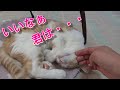 自由気ままな猫が羨ましい。生まれ変わったら猫になりたい【スコティッシュフォールド】