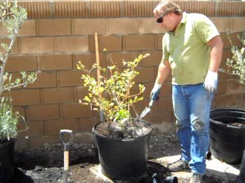 Container Gardening Blueberry Plant Rescue avi Container Gardening Blueberry Plant Rescue avi