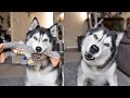 Husky Drops Toy When I Tell Him! &amp; Trip For Donuts!