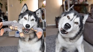 Husky Drops Toy When I Tell Him! & Trip For Donuts!