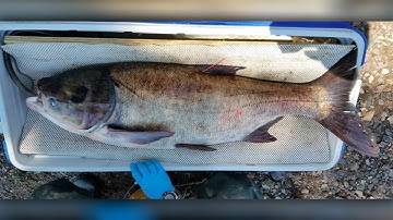 MN DNR Says Hundreds of Invasive Carp Captured from Mississippi River | Lakeland News